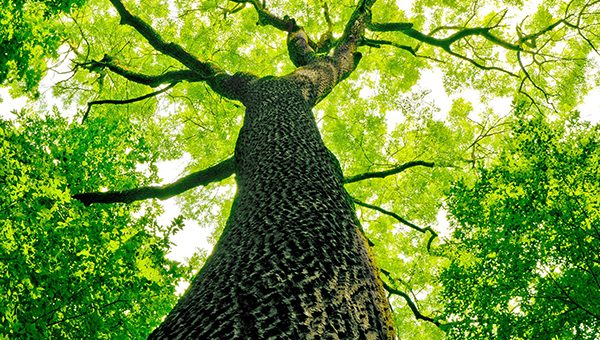Mention « Biodiversité, Écologie et Évolution »