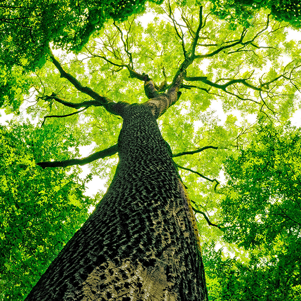 Gestion du risque en forêt