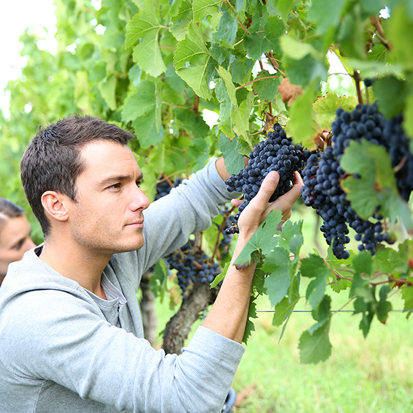 Valorisation des terroirs viticoles