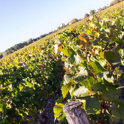 Le château Luchey-Halde : un vignoble agroécologique expérimental