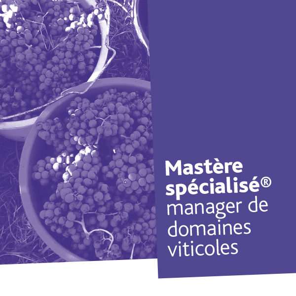 Mastère spécialisé® Manager de domaines viticoles