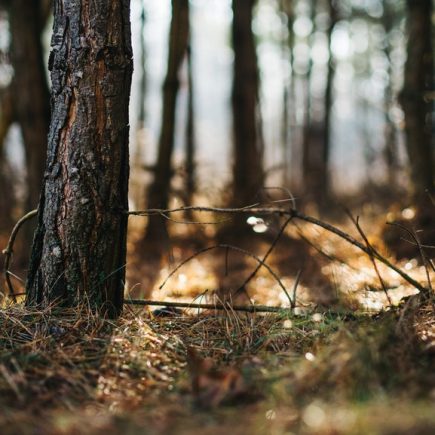 Création d’une plateforme web des acteurs forestiers – DDT24