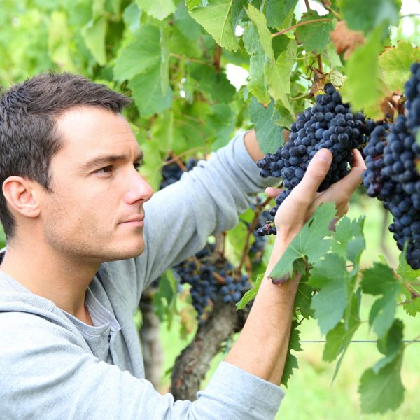 Terroir and Vineyard Management