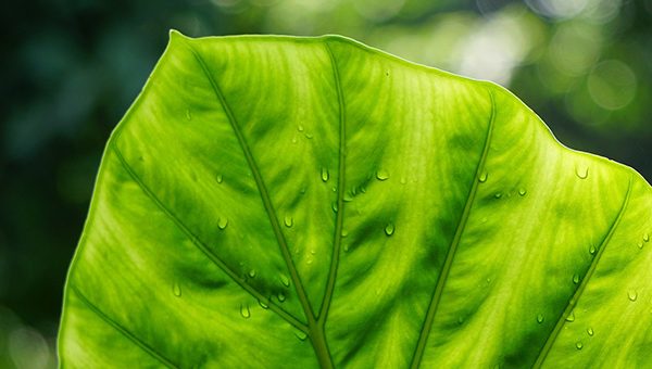 Mention « Biologie – Agrosciences »