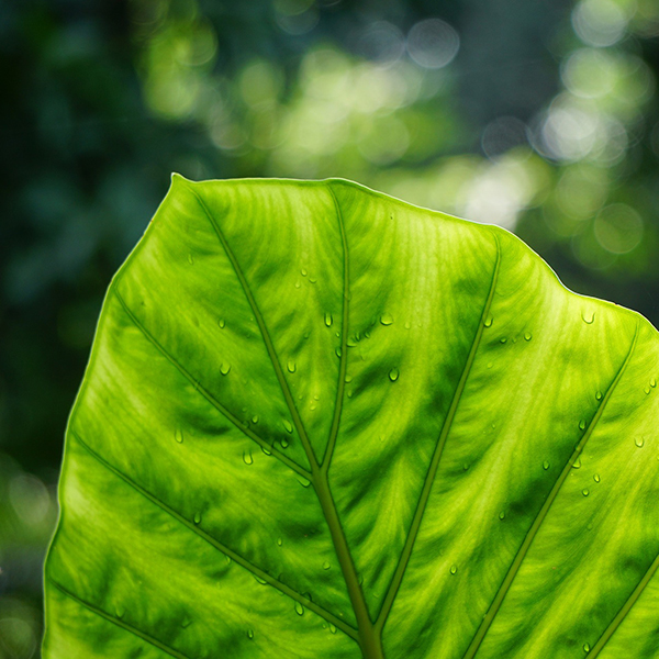 Mention « Biologie – Agrosciences »