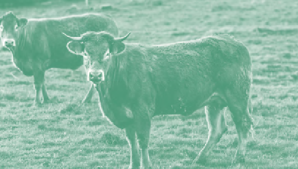 Filières animales durables