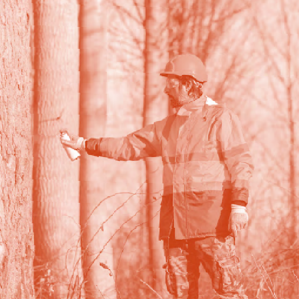 Gestion, protection & valorisation des Forêts
