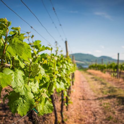 Climwine : Adaptation du vignoble aux changements climatiques