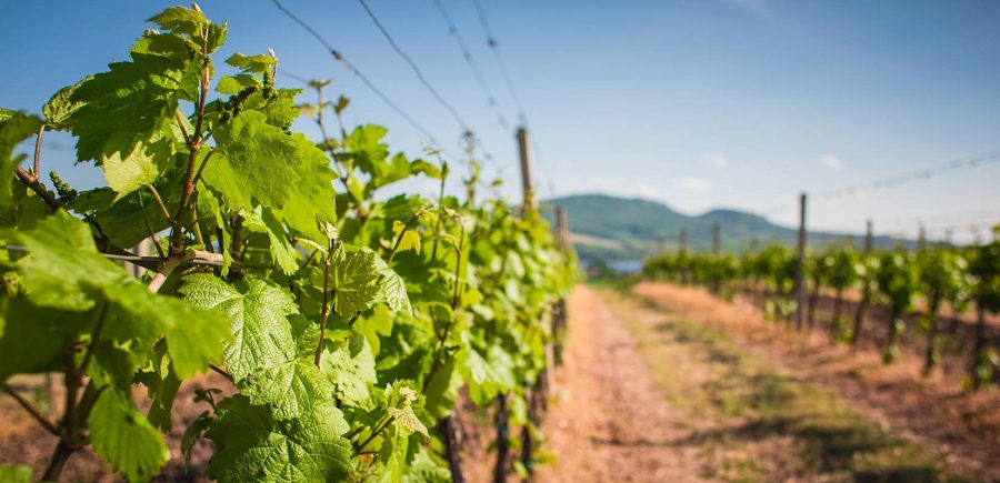 Climwine : Adaptation du vignoble aux changements climatiques