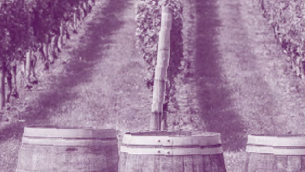 Viticulture-œnologie