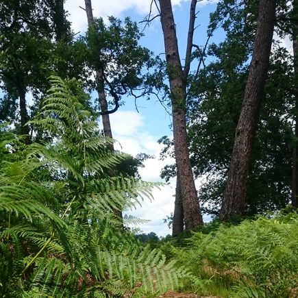 La forêt des Agreaux