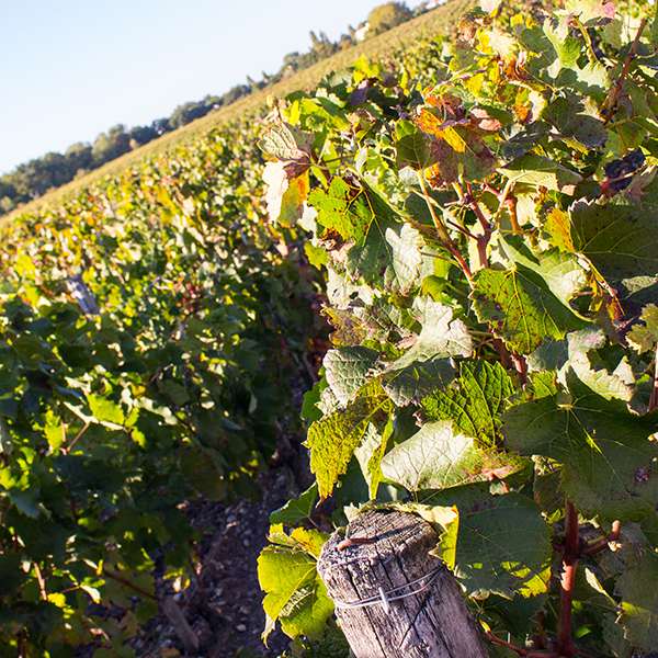 Le château Luchey-Halde, un vignoble agroécologique