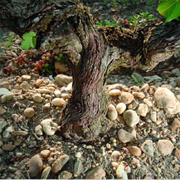 Lancement de la 1ère chaire industrielle pour la lutte contre les maladies du bois de la vigne