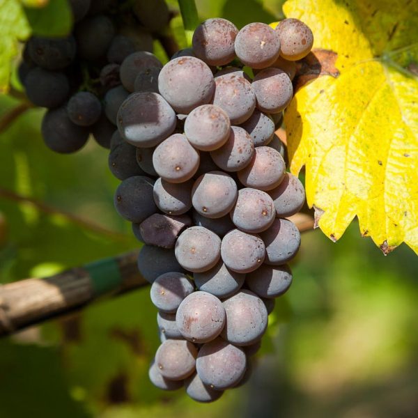 [Médias] REPLAY Château Luchey-Halde, un vignoble dans la ville France 3 NoA