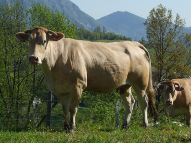 UMR Herbivores