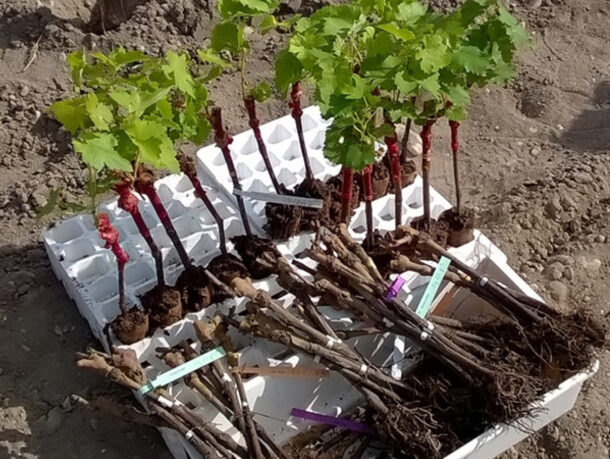 Écophysiologie et Génomique Fonctionnelle de la Vigne