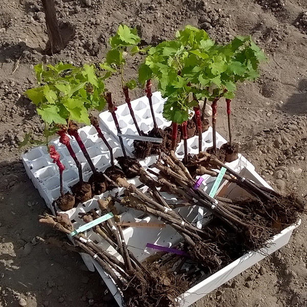 Écophysiologie et Génomique Fonctionnelle de la Vigne