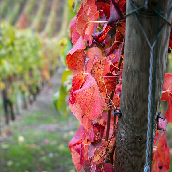 Valorisation des terroirs viticoles