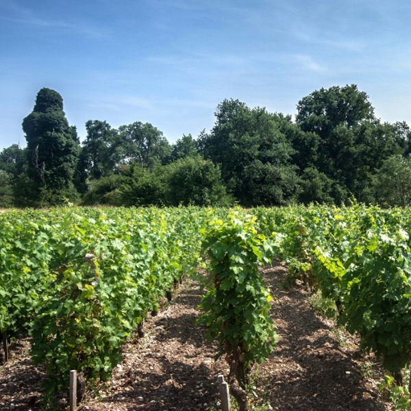 Journées de l’agroécologie au vignoble