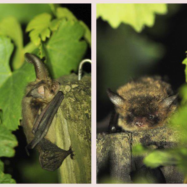 Nuit de la chauve-souris : découvrir sa vie et son utilité dans les vignes