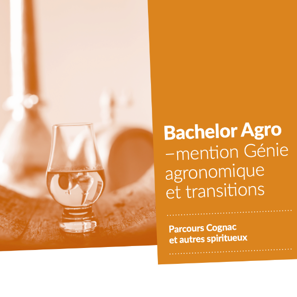 Bachelor Agro – mention Génie agronomique et transitions, parcours « Cognac et autres spiritueux »