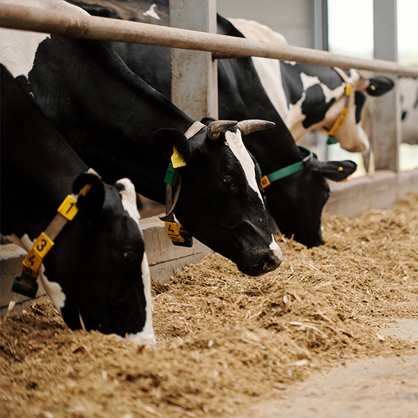 [Évènement] Jeudi 24 février : Table-ronde “La place de l’élevage dans l’agroécologie”