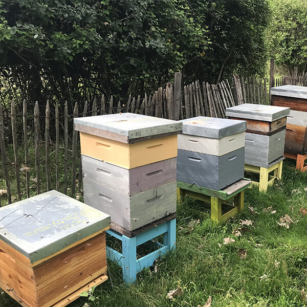 [Campus] Des ruches à Bordeaux Sciences Agro – partenariat avec le Conservatoire des Races d’Aquitaine