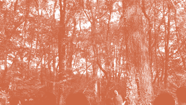 Forêts : Gestion, Protection, Valorisation