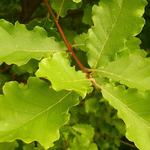 [Recherche] Migration assistée d’espèces d’arbres : bonne ou mauvaise solution d’adaptation climatique des forêts ?