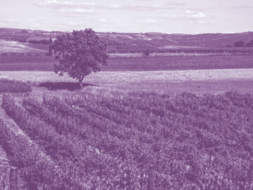 Parcours AGROVITI