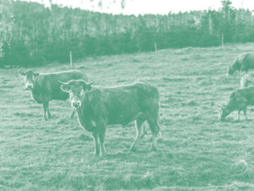 Spécialisation – Filières animales durables