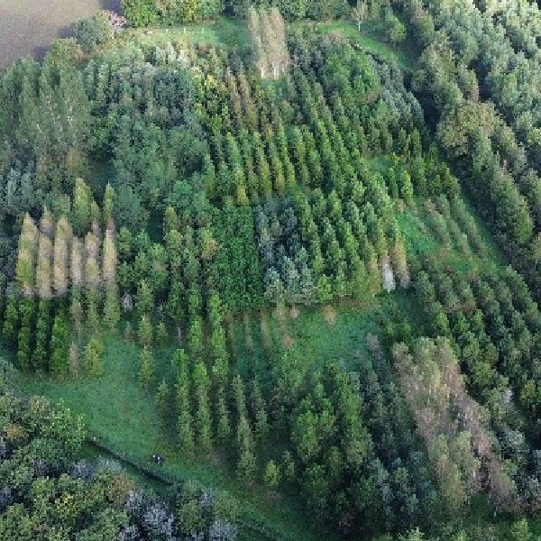{Recherche} Être conservateur : une stratégie souvent gagnante pour la croissance des arbres !