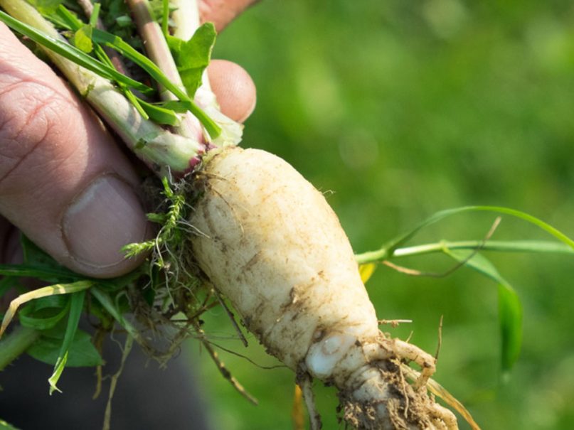 Agroécologie