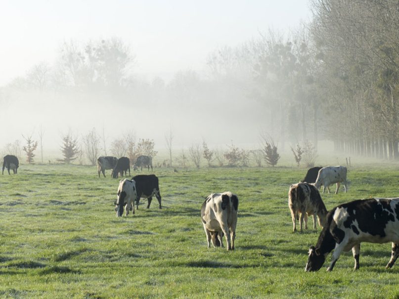 Feed and Food