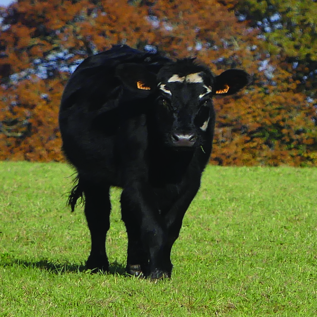 {recherche} Projet Tripl’Scotch : valoriser les bovins croisés « herbagers » pour une production de viande durable et de qualité