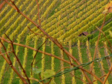 Santé et Agro-Ecologie du Vignoble