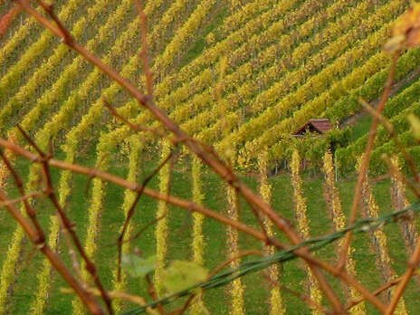Santé et Agro-Ecologie du Vignoble