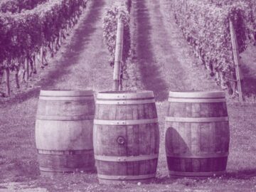 Spécialisation – Viticulture-Œnologie
