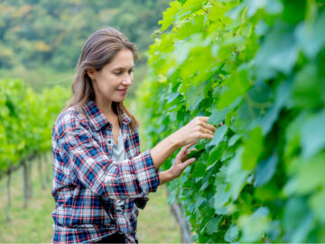 Gestionnaire de domaine viticole