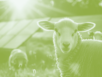 Agrivoltaïsme : concilier production agricole et énergétique