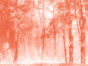 Gestion du risque en forêt