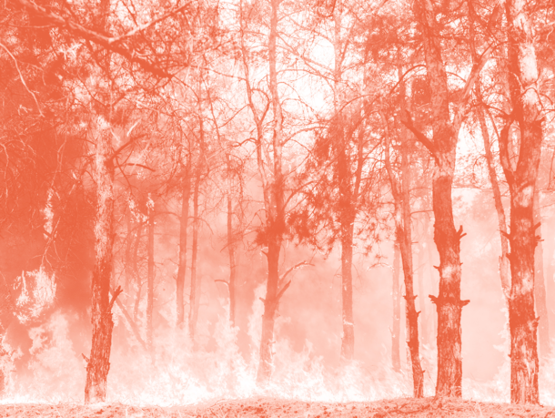 Gestion du risque en forêt