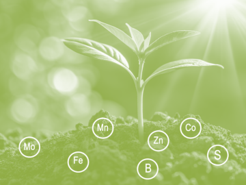 Nutrition minérale des plantes
