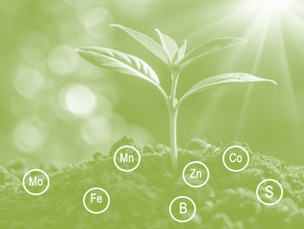Nutrition minérale des plantes