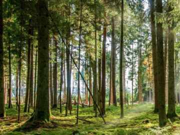 Biogeco – Biodiversité Gènes et Communautés
