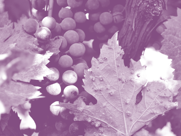 Maladies du bois et de la vigne