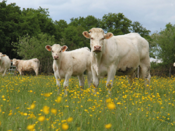 Nutrition des bovins et qualité de la viande : de nouveaux résultats sur le rôle de la méthionine