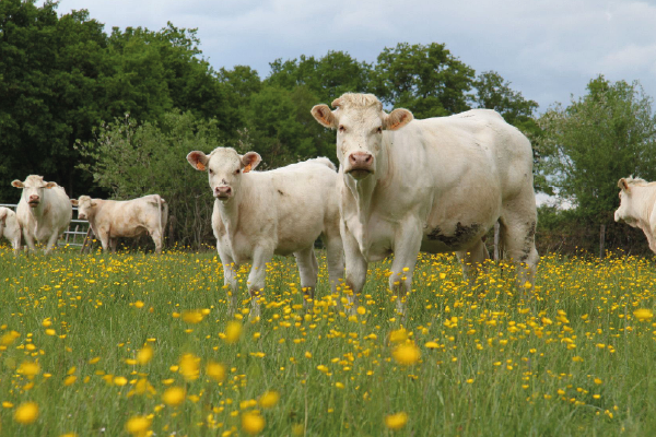 Nutrition des bovins et qualité de la viande : de nouveaux résultats sur le rôle de la méthionine