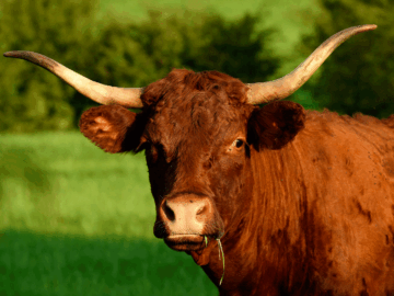 Publication Scientifique : Finir les génisses au pâturage améliore-t-il la qualité de la viande ?